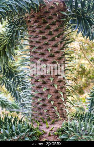 Tronco di albero puzzle scimmia, Araucaria araucana. Tronco di albero puzzle scimmia, Araucaria araucana.