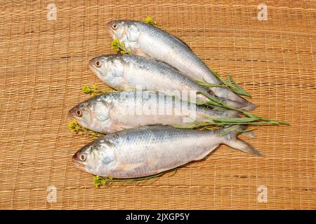 Tenualosa ilisha. Pezzi crudi di Hilsa o terubok crudi su un piatto di argilla con polvere di spezie e foglie verdi. Un piatto bengalese popolare. Pesce nazionale di Ba Foto Stock