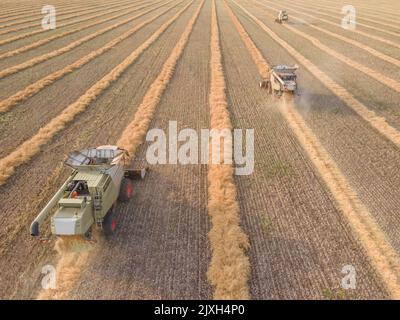 Combina il taglio di colza sul campo.complesso agroindustriale.la mietitrebbia taglia la colza.la macchina rimuove la colza.raccolta di grano Foto Stock