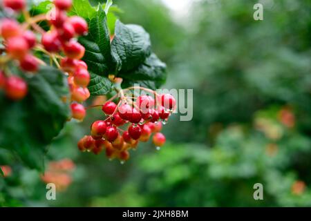 Filiali rosse di schisandra. Schizandra chinensis pianta con frutti sul ramo. Natale Foto Stock