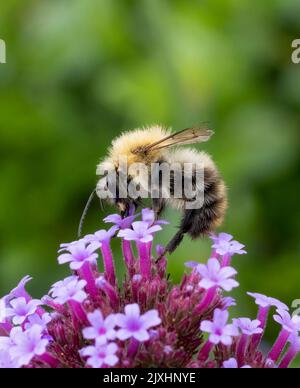 Un ape carder, (Bombus pascuorum), che inquina un fiore di Verbena Foto Stock