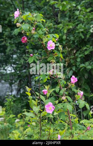 Rosa rosa selvatica fotografata in Alaska Foto Stock