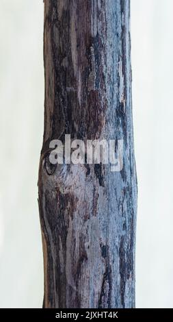 Verticale marrone scuro tavola stretta log legno duro corteccia superficie struttura stelo fondo mare vuoto asse Foto Stock