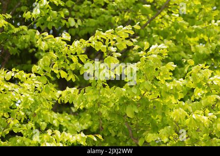 Alberi con fogliame verde formano foresta densa. Faggi nel parco. Foto a schermo intero. Messa a fuoco selettiva. Foto Stock