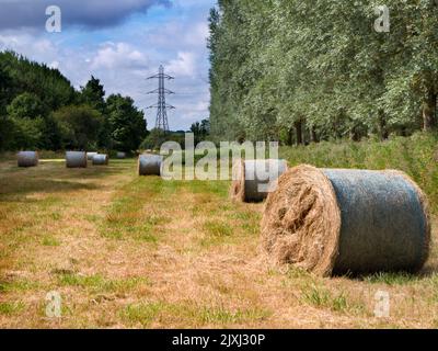 Amo i tralicci elettrici; trovo le loro forme astratte e stravaganti infinitamente affascinanti. Qui vediamo uno in un campo di mais fuori Radley Village, appena afte Foto Stock