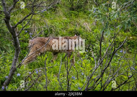 Canadian Lynx, (Felis canadensis) nel mese di agosto fotografato al Denali National Park and Preserve, precedentemente noto come Mount McKinley National Park, è un A. Foto Stock