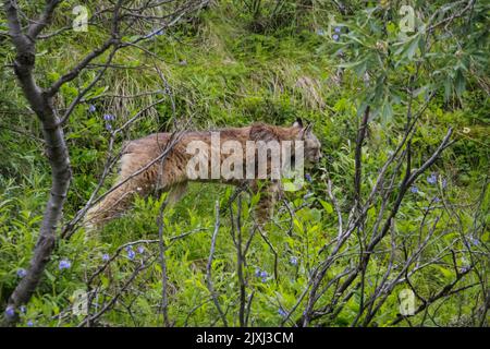 Canadian Lynx, (Felis canadensis) nel mese di agosto fotografato al Denali National Park and Preserve, precedentemente noto come Mount McKinley National Park, è un A. Foto Stock