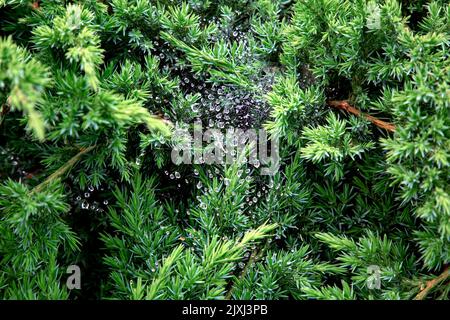 Ciottoli su rami di pineta con gocce di rugiada, sfondo naturale con piante sempreverdi in autunno tempo, fuoco selettivo primo piano, nessuno. Foto Stock