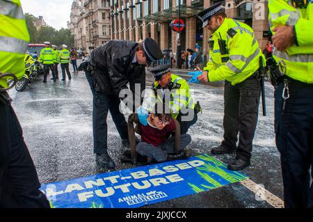 Londra, Regno Unito. 7th Set, 2022. Ribellione animale falsa protesta del latte al di fuori delle Camere del Parlamento e sovrapponendo le mani a Bridge Road per sconvolgere il traffico. La polizia rimuove i manifestanti nelle docce a pioggia pesanti. Credit: JOHNNY ARMSTEAD/Alamy Live News Foto Stock