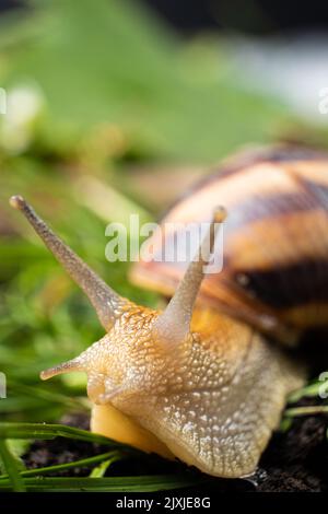 Una grande lumaca all'aperto striscia sul terreno nell'erba e guarda al lato. Foto Stock