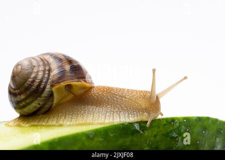 Grande lumaca del giardino dell'uva Helix pomatia siede e mangia il cetriolo. Foto Stock