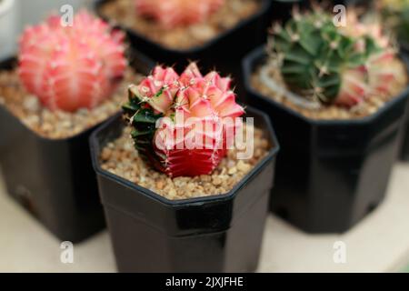 Gymnocalycium mihanovichii cactus variegato propagato in pentole minuscoli in un giardino di stanza dei bambini Foto Stock