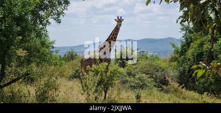 Giraffa nei pressi del Parco Nazionale Serengeti, fotografata durante il safari. Foto Stock