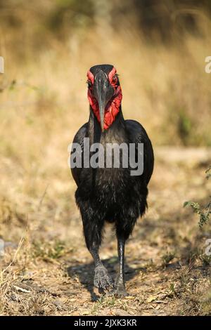 Southern Ground Hornbill nel Parco Nazionale di Kruger Foto Stock