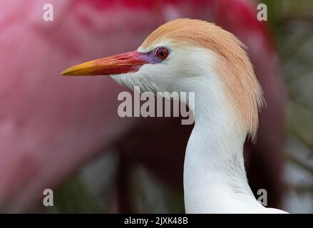 Adulto allevamento di bovini Egret con plumes dorati in testa in Florida Rookery con sfumature rosa di Spoonbill sullo sfondo Foto Stock