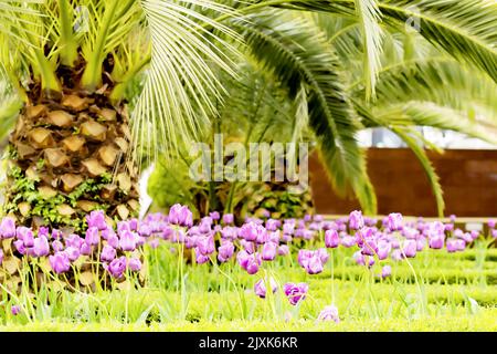 I tulipani bellissimi crescono accanto alle palme Foto Stock