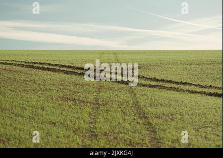 Il pneumatico segue l'attraversamento di un campo Foto Stock