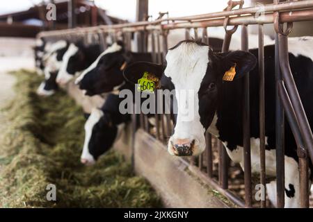 mucche adulte che mangiano fieno con erba in caseificio Foto Stock