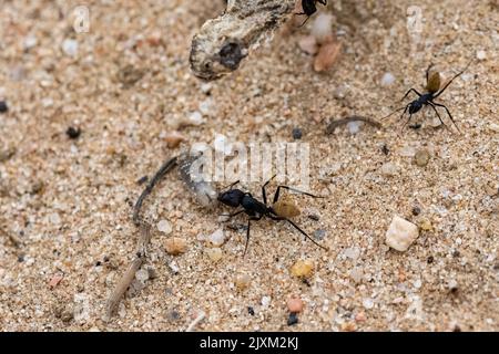 Namibia formica che mangia un verme, con la testa di un serpente morto, vipera cornata sahariana, in background, ciclo di vita Foto Stock