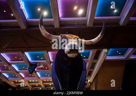 Vista della testa di toro imbottita a Pamplona Foto Stock