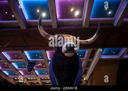 Vista della testa di toro imbottita a Pamplona Foto Stock