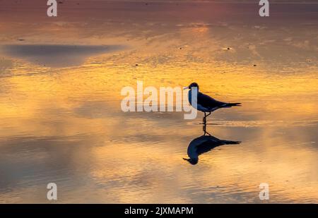 Un gabbiano e il suo riflesso in acqua sulla sciabola di mare hanno silato l'acqua aganista arancione al tramonto Foto Stock