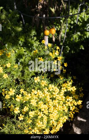 Tagetes tenuifolia 'Lemon Gem' segno fiori di marigold in un giardino accanto alle piante di pomodoro. Foto Stock