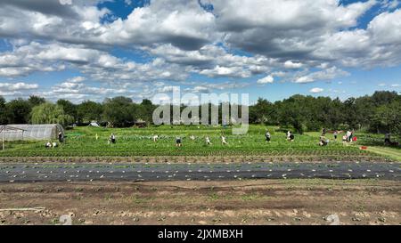 Raccolta di piselli maturi bio fattoria fattoria Pisum sativum snap drone aereo, contadino pepe kohlrabi spinaci agricola fattoria giardino coltivatore frutteto dron sho Foto Stock