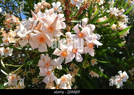 I fiori di oleandro arancione chiaro (nome latino Nerium oleandro), più comunemente noto come oleandro o nerium, è un arbusto ornamentale Foto Stock