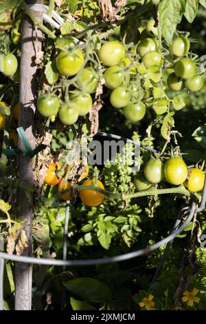 Solanum lycopersicum 'Nugget d'oro' determina il pomodoro ciliegia sulla vite. Foto Stock