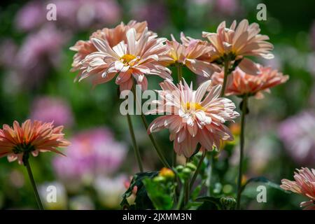 Gruppo di fiori margherite nel giardino. Messa a fuoco selettiva. Foto Stock