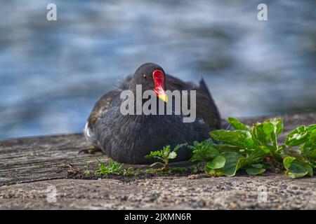 Gallinella d'acqua comune Foto Stock