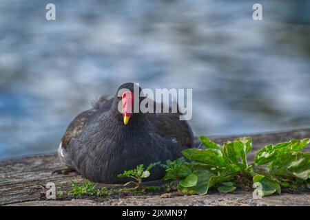 Gallinella d'acqua comune Foto Stock