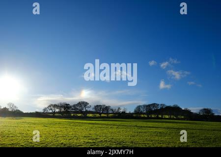 Prendere il sole su un campo d'inverni - John Gollop Foto Stock