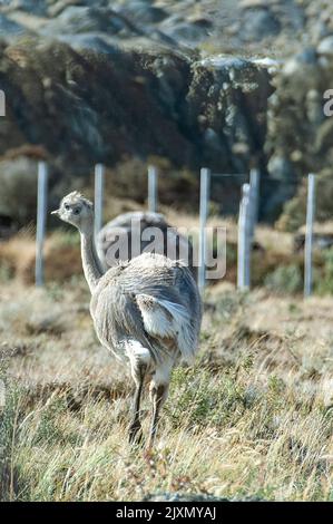 Uno scatto verticale di un rheas di Darwin che cammina sul campo verde in una giornata di sole Foto Stock