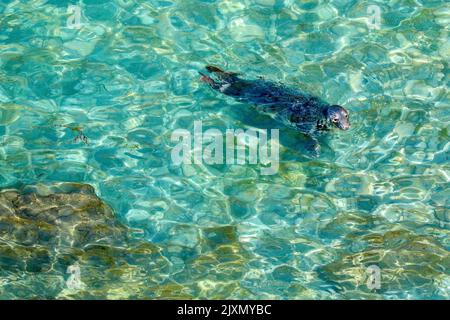 Una foca grigia che si crogiolava in acque poco profonde in una giornata di sole Foto Stock