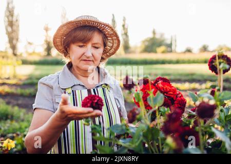 Donna giardiniere sceglie bouquet di dahlias rosso e zinnie nel giardino estivo. Coltivatore di fiori anziano che gode le fioriture al tramonto che indossa il grembiule e il cappello di paglia Foto Stock