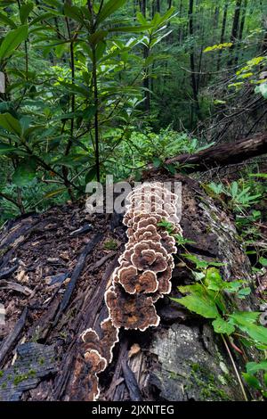 Tacchino coda Mushroom (Trametes versicolor) crescente su tronco albero caduto - Sycamore Cove Trail, Pisgah National Forest, vicino a Brevard, Carolina del Nord, Foto Stock