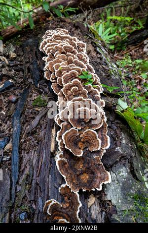 Tacchino coda Mushroom (Trametes versicolor) crescente su tronco albero caduto - Sycamore Cove Trail, Pisgah National Forest, vicino a Brevard, Carolina del Nord, Foto Stock