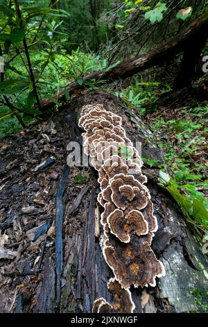 Tacchino coda Mushroom (Trametes versicolor) crescente su tronco albero caduto - Sycamore Cove Trail, Pisgah National Forest, vicino a Brevard, Carolina del Nord, Foto Stock