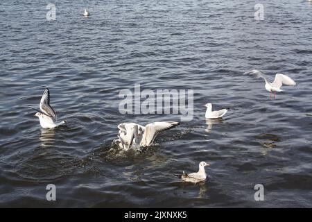 Gabbiani sull'Alster di Amburgo Foto Stock