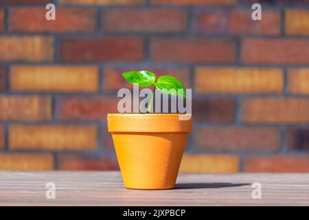 Giovane baobab (nome latino Adansonia digitale) la semina cresce nel vaso. Foglia verde di pianta esotica che cresce naturalmente in Madagascar. Marrone e. Foto Stock