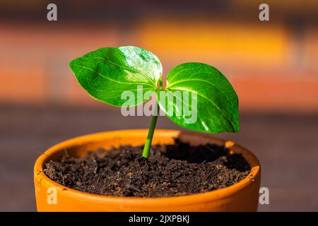 Giovane baobab (nome latino Adansonia digitale) la semina cresce nel vaso. Foglia verde di pianta esotica che cresce naturalmente in Madagascar. Marrone e. Foto Stock