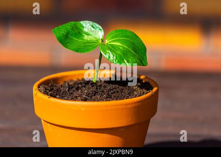 Giovane baobab (nome latino Adansonia digitale) la semina cresce nel vaso. Foglia verde di pianta esotica che cresce naturalmente in Madagascar. Marrone e. Foto Stock