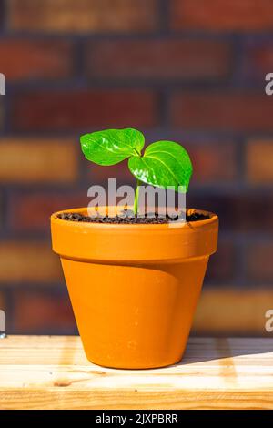 Giovane baobab (nome latino Adansonia digitale) la semina cresce nel vaso. Foglia verde di pianta esotica che cresce naturalmente in Madagascar. Marrone e. Foto Stock