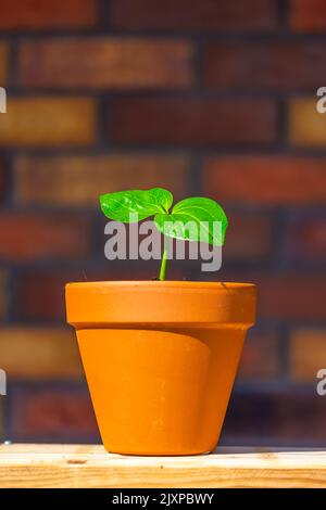 Giovane baobab (nome latino Adansonia digitale) la semina cresce nel vaso. Foglia verde di pianta esotica che cresce naturalmente in Madagascar. Marrone e. Foto Stock