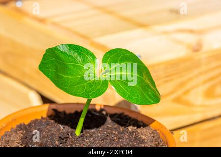 Giovane baobab (nome latino Adansonia digitale) la semina cresce nel vaso. Foglia verde di pianta esotica che cresce naturalmente in Madagascar. Marrone e. Foto Stock