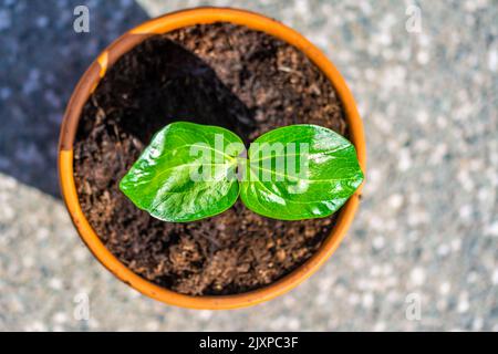 Giovane baobab (nome latino Adansonia digitale) la semina cresce nel vaso. Foglia verde di pianta esotica che cresce naturalmente in Madagascar. Marrone e. Foto Stock