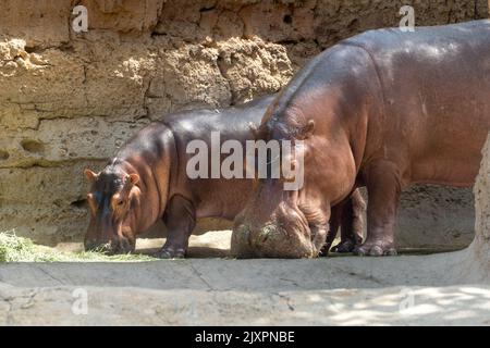 Un ippopotamo comune (ippopotamo anfibio) primo piano della testa accanto al bambino Foto Stock