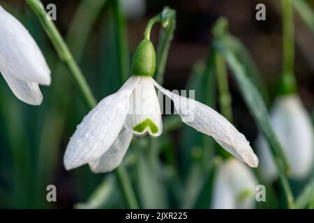 Snowdrop, galanthus elwesii 'Mrs Macnamara' una pianta fiorente bulbosa primaverile di inizio inverno con un fiore bianco primaverile che apre in gennaio e F. Foto Stock